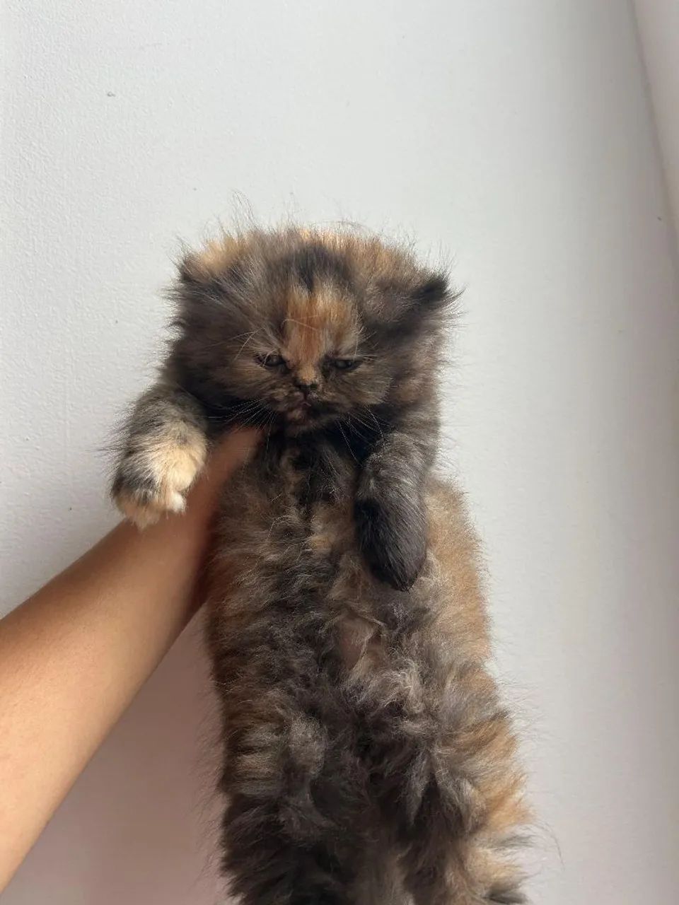 Filhotes de gato persa  - Foto 2