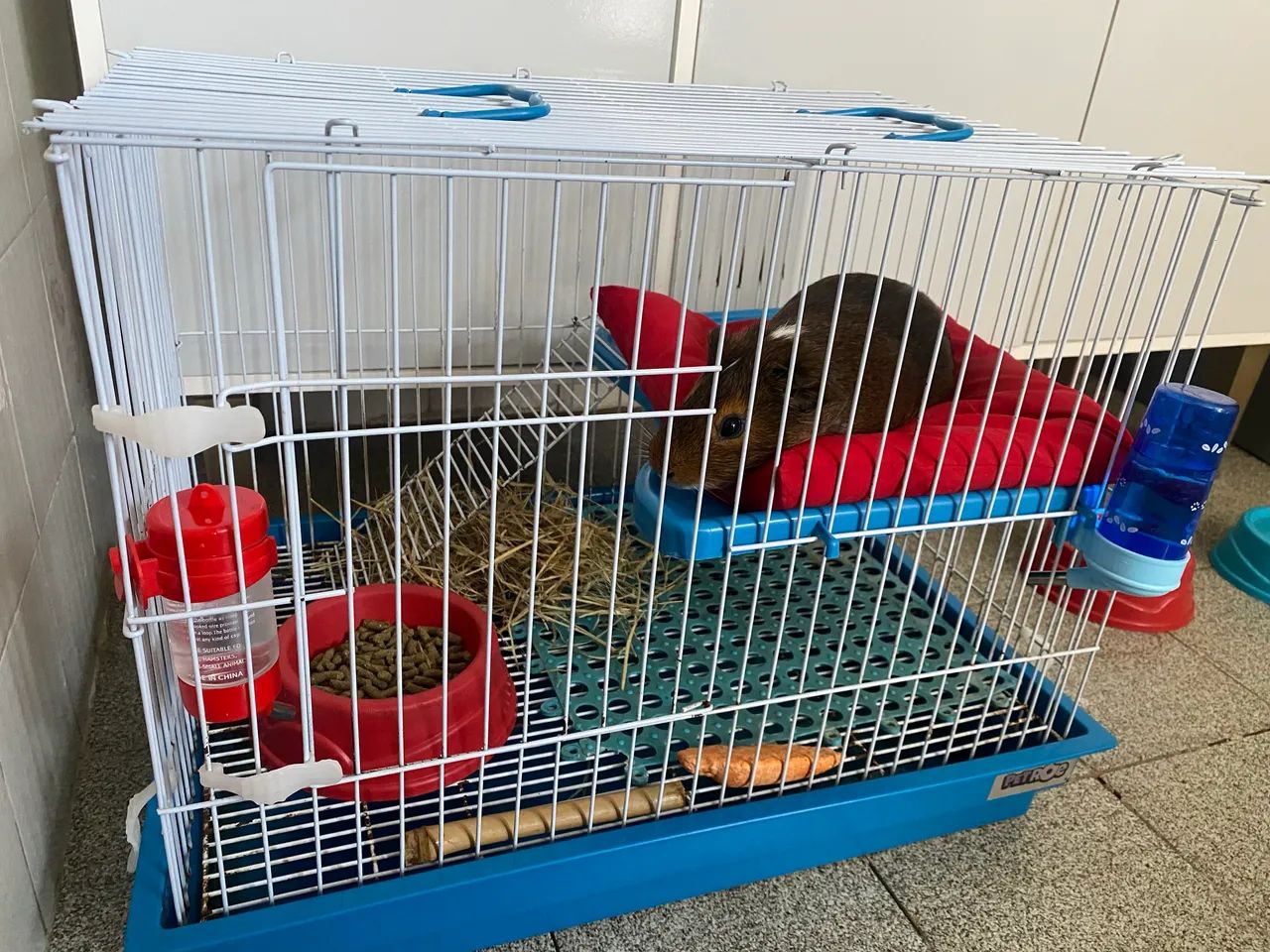 Porquinho-da-índia - Foto 2