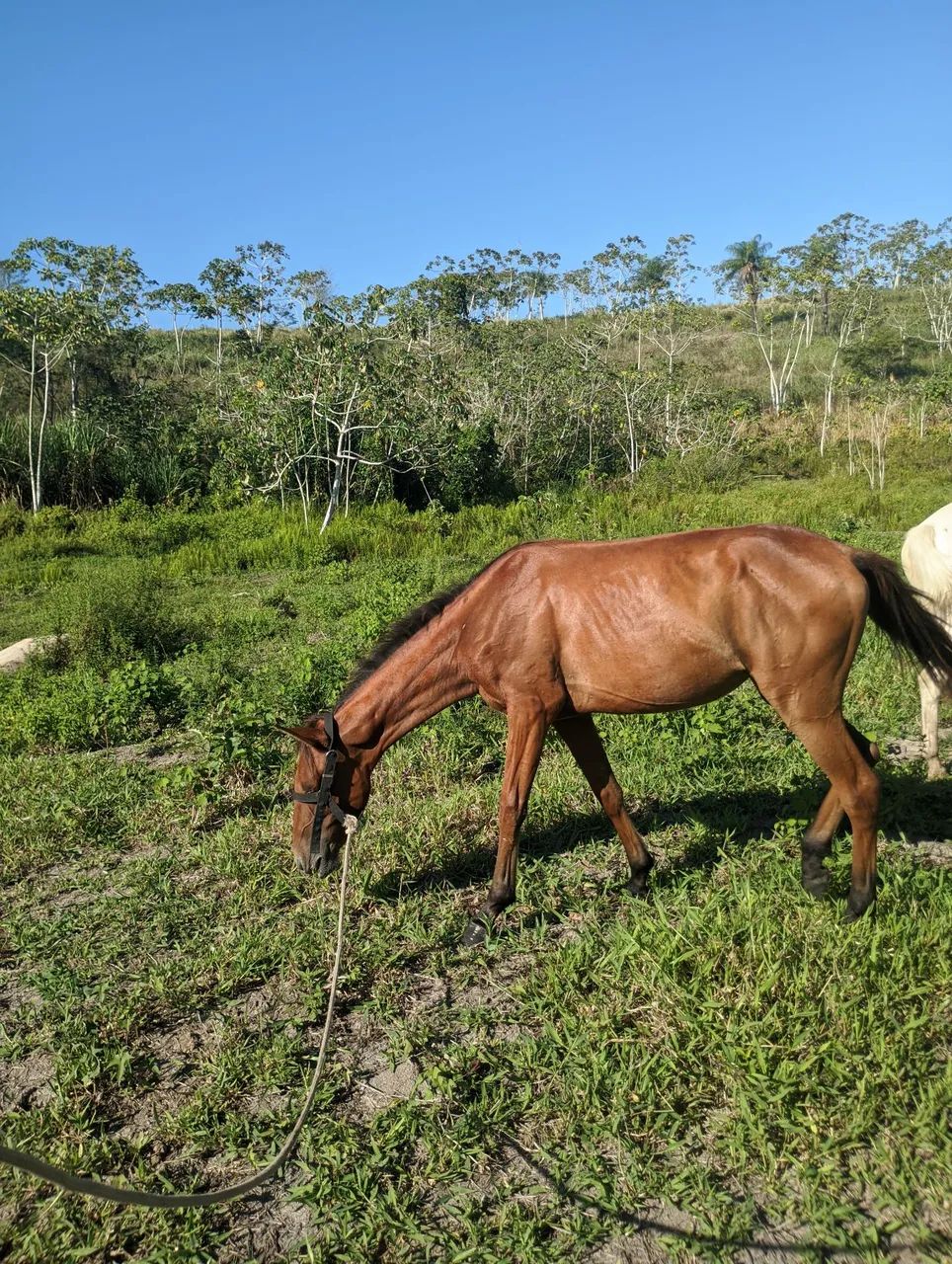 Vendo poda - Foto 2