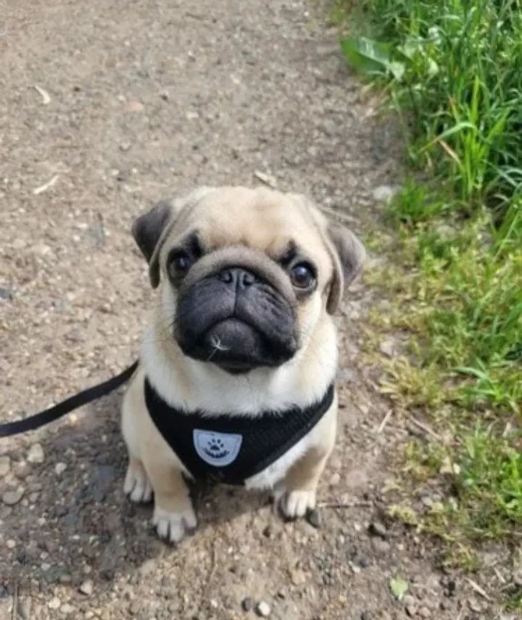 Coleira Peitoral Cão e Gato - Foto 6