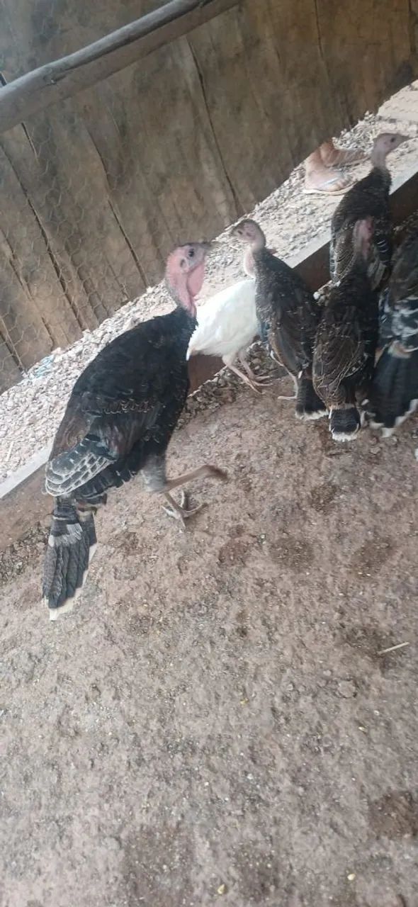 Vendo lote de peru  - Foto 4