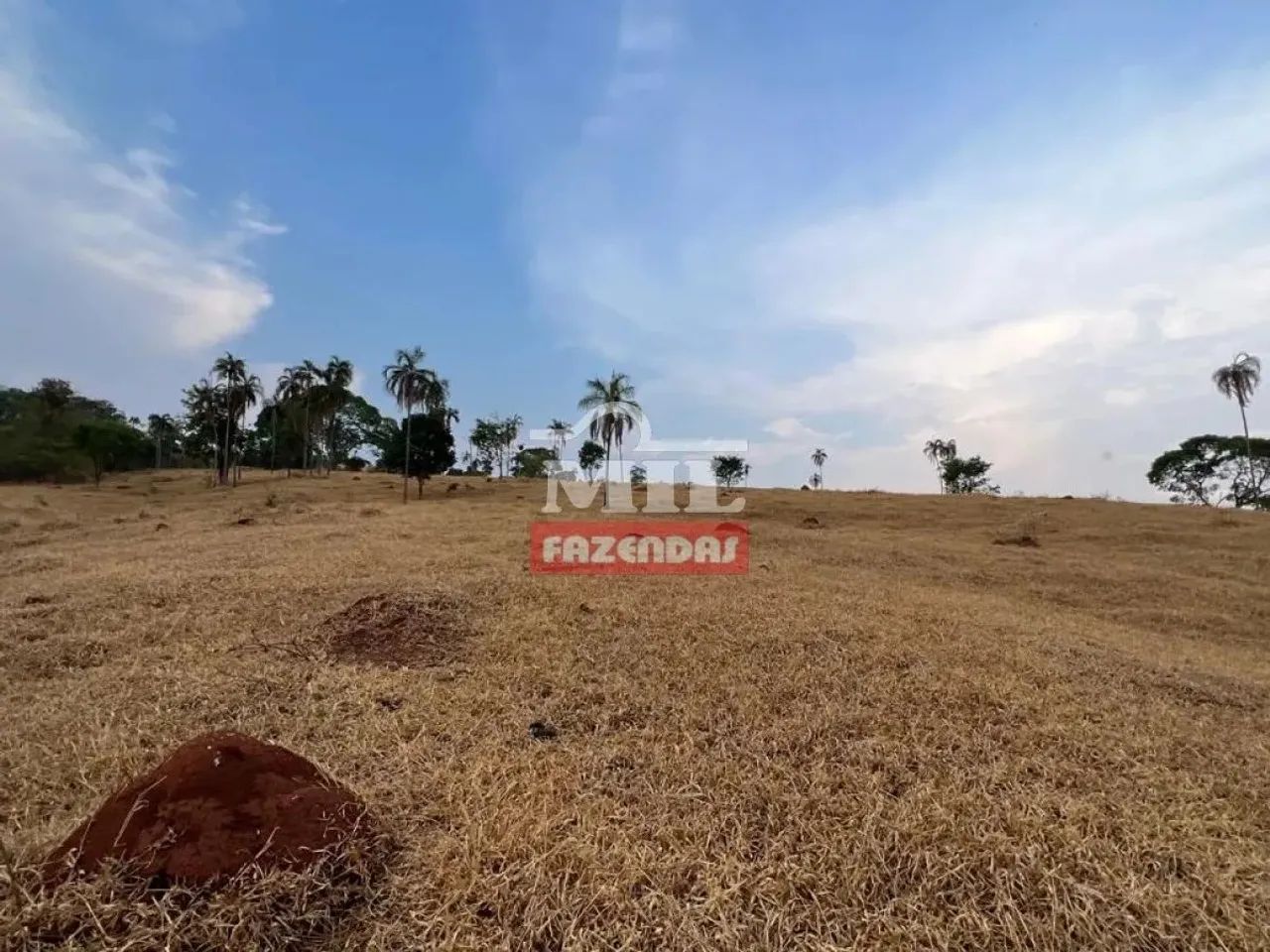 Chácara 5 Alqueires (24,2 Hectares) Brazabantes - GO - Foto 4