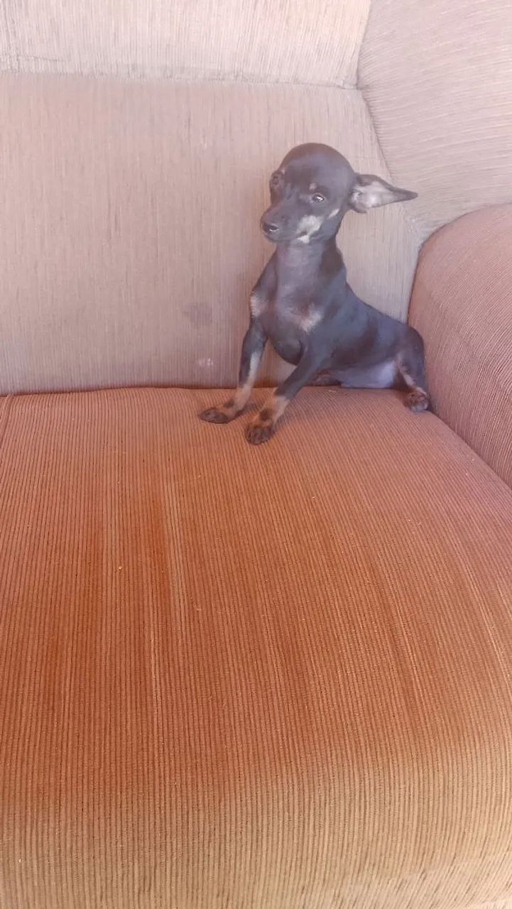 Vende  se Pincher macho  - Foto 2