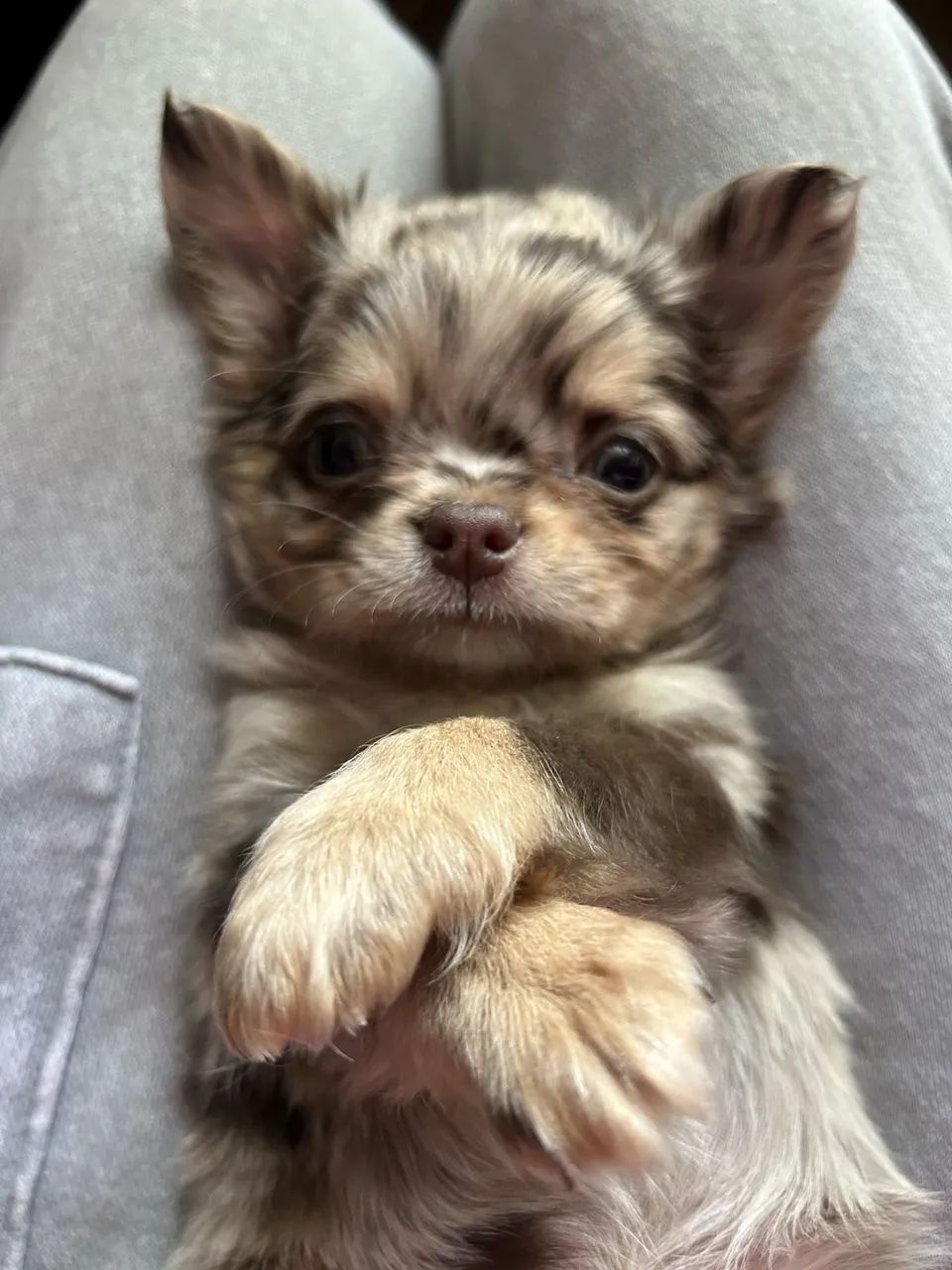 Chihuahua pelo longo  - Foto 2