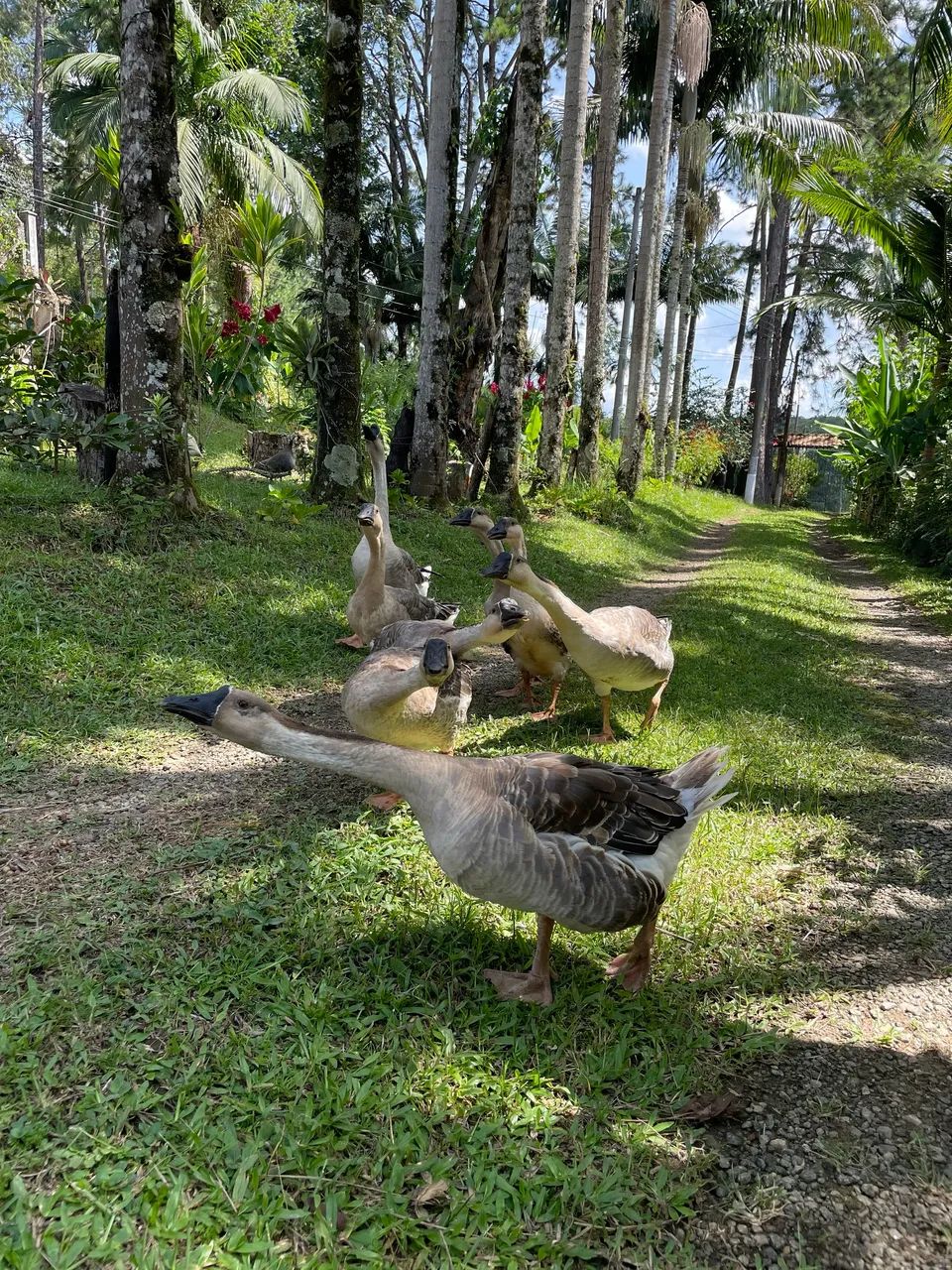 Ganso africano casal