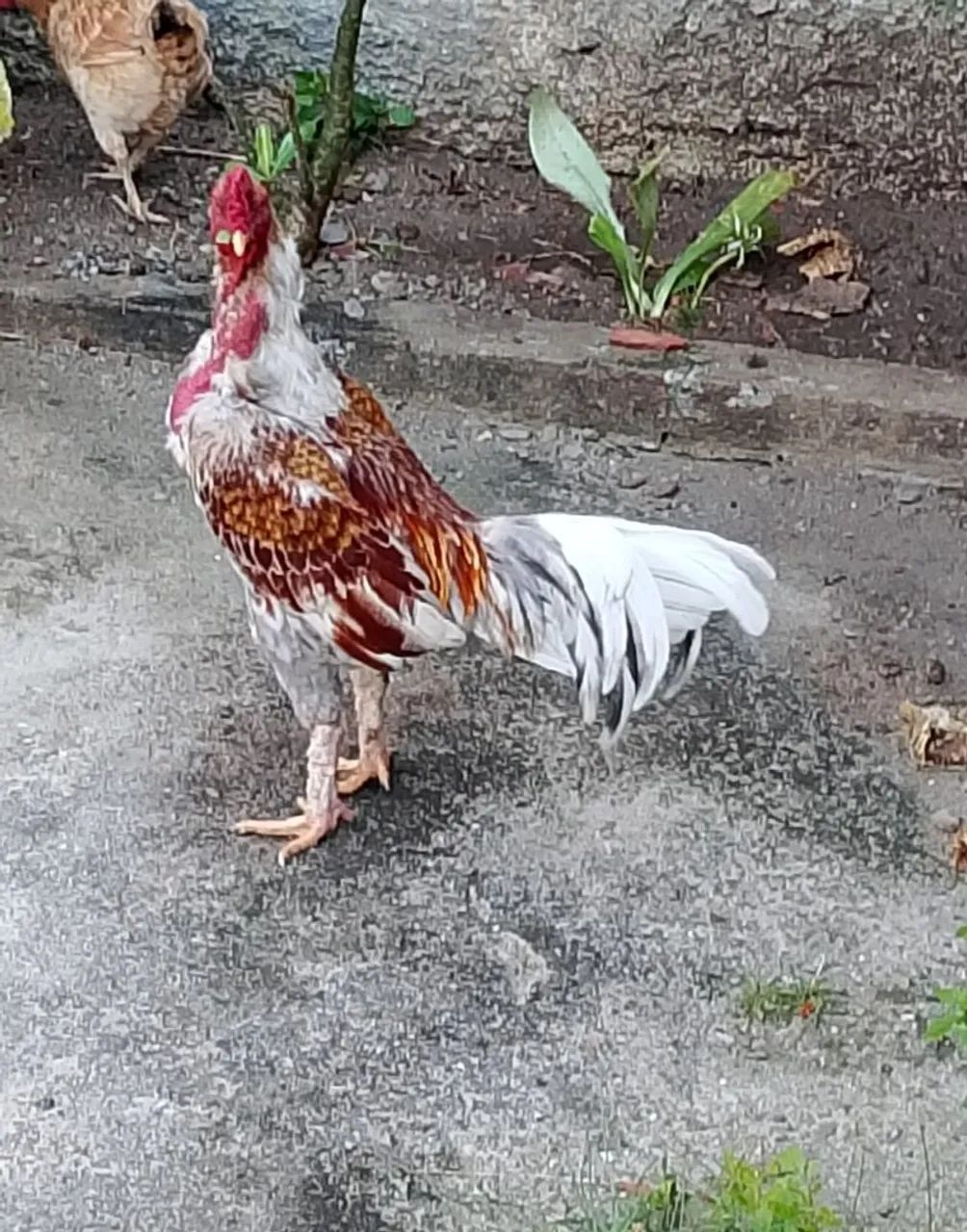 Galo  - Foto 2