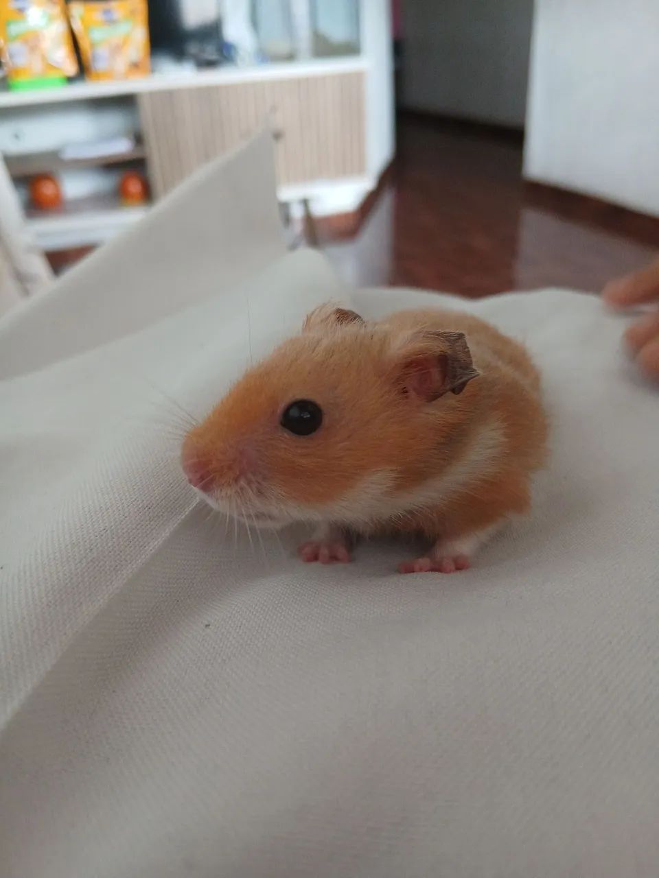 Hamster sírio macho super dócil  - Foto 4
