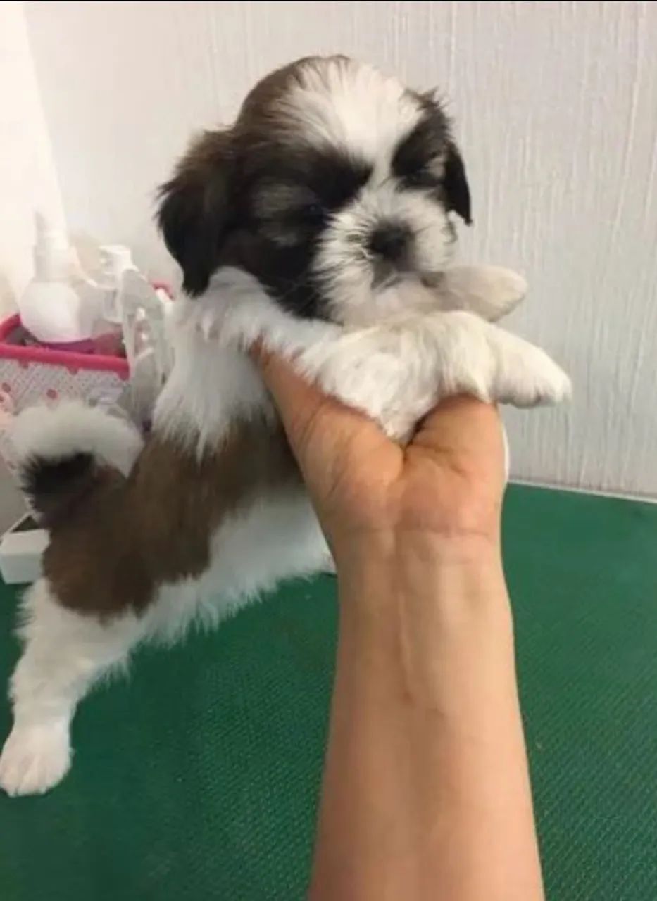 Mini shihtzu disponível  - Foto 2