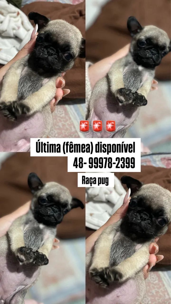 Filhote de pug 