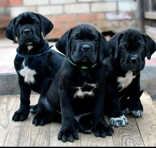 Cane  Corso Otimo Cão De Guarda  - Foto 2