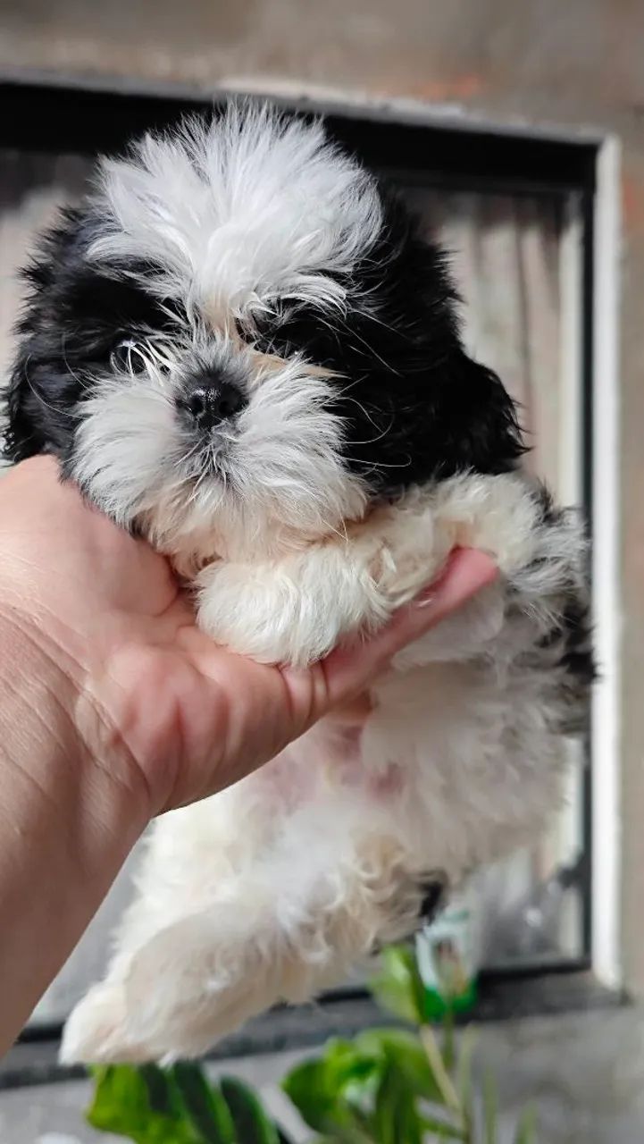 Lindo macho Shitzu micro a pronta entrega  - Foto 3