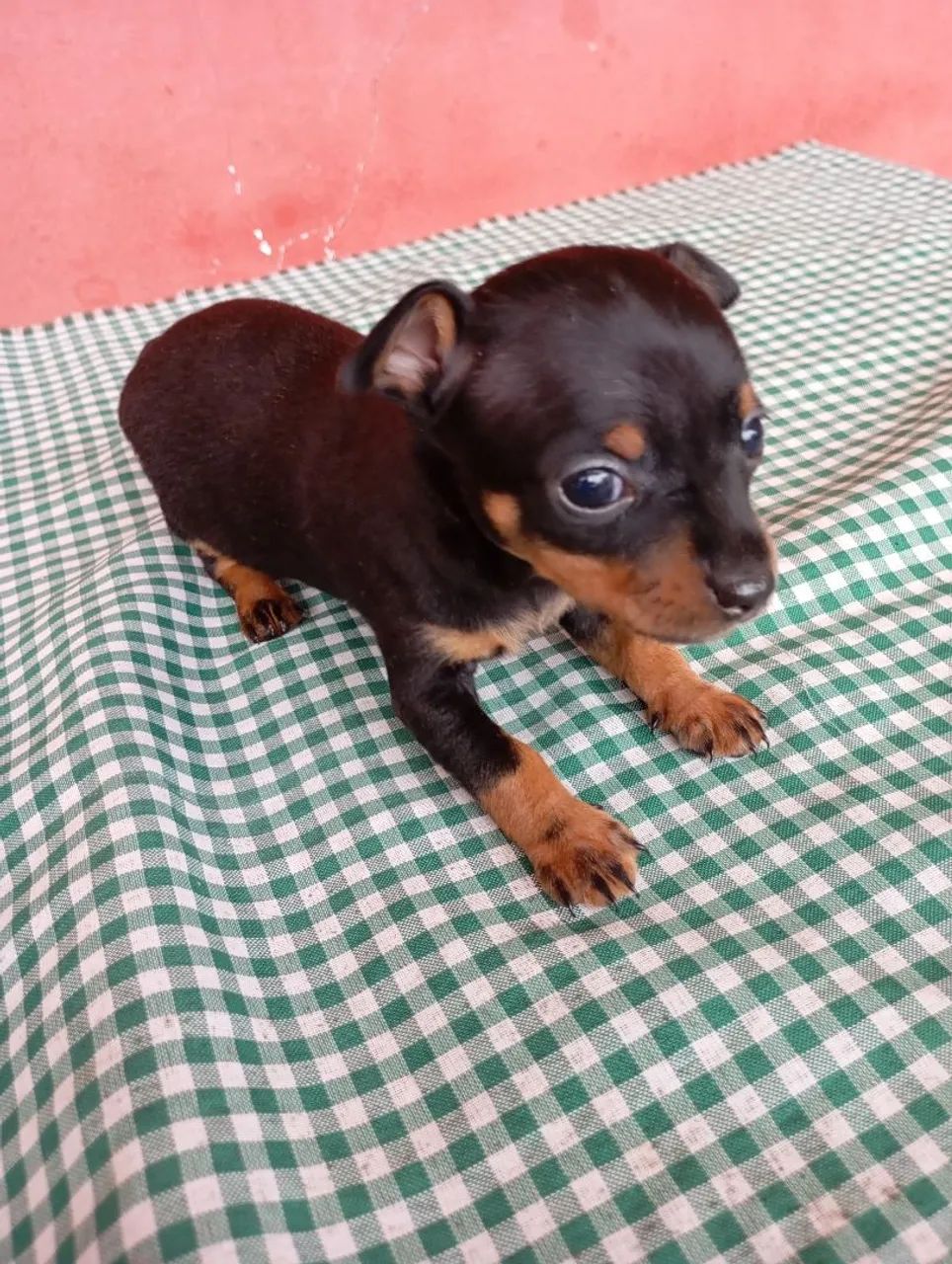 Pinscher 0 - Foto 2