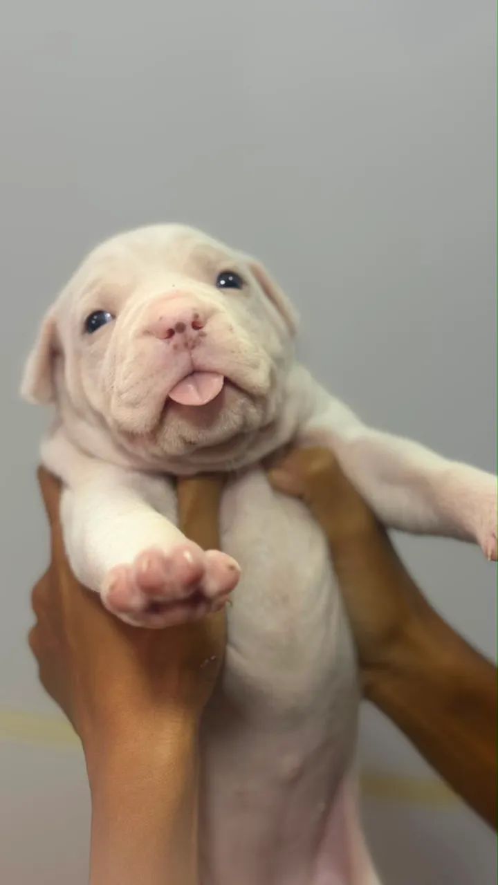 Pitbull  - Foto 2