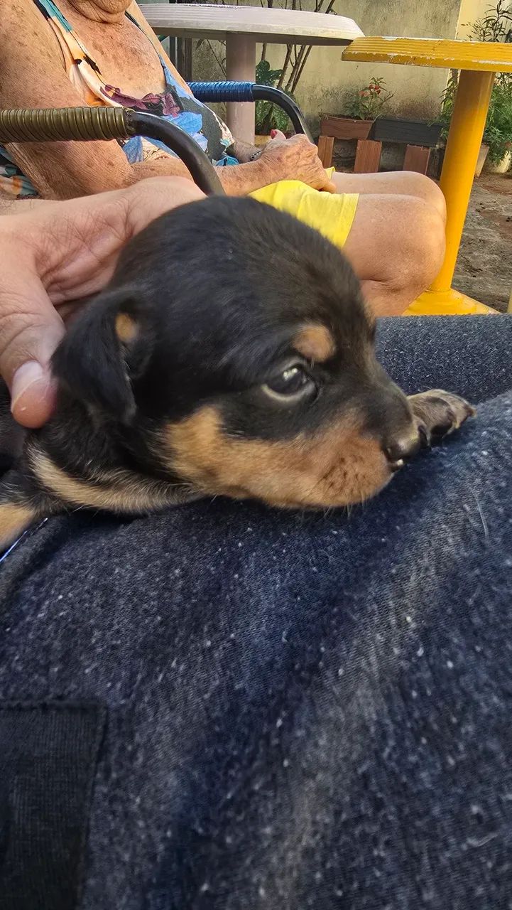 Pinscher Macho 01 - Foto 3