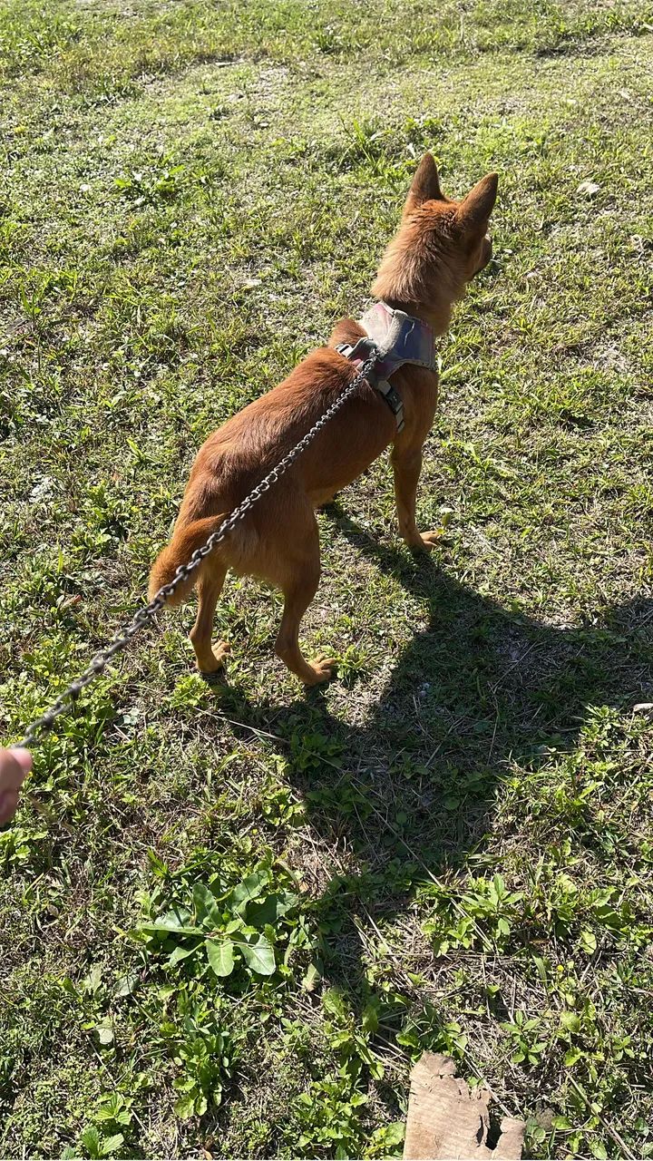 Cachorra para adoção  - Foto 3