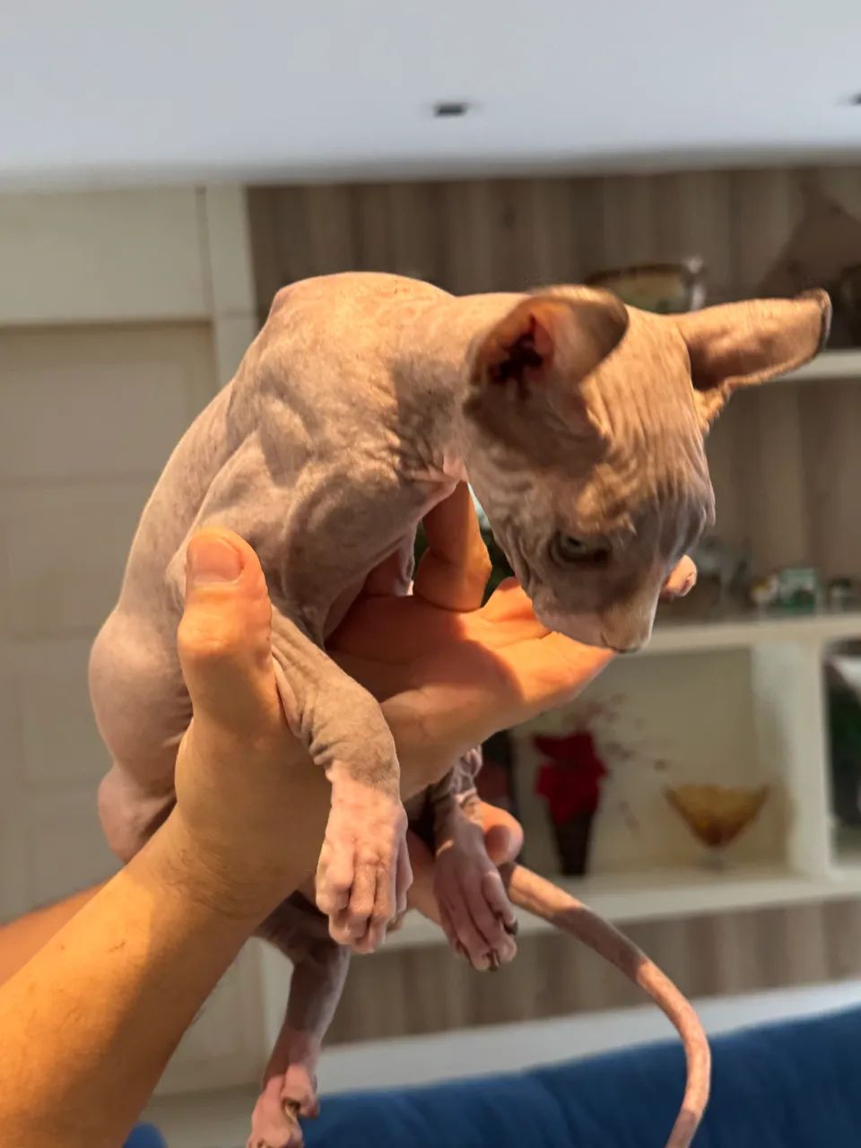 Vendo gato Sphynx Elf - Foto 3