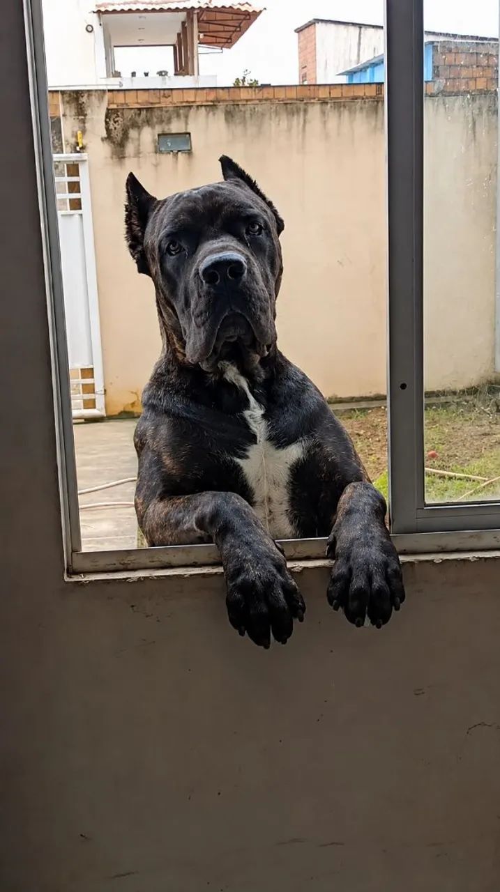 Filhotes de Cane Corso  com 31 dias  - Foto 3