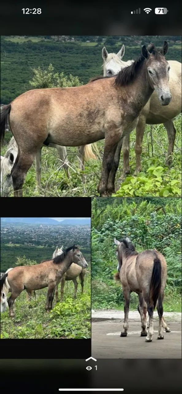 Cavalo 
