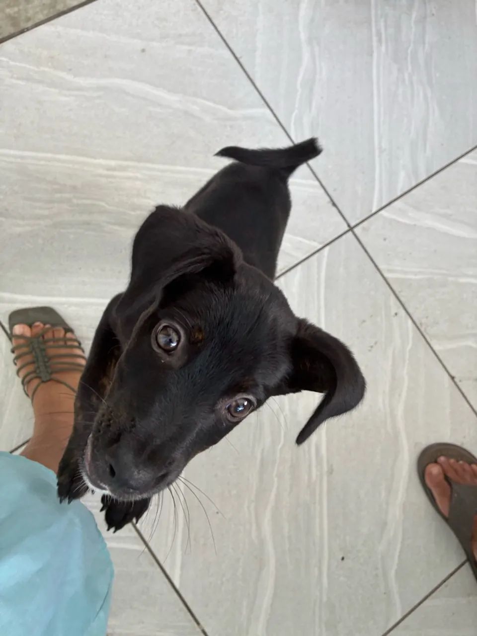 Doa-se cachorro  - Foto 3