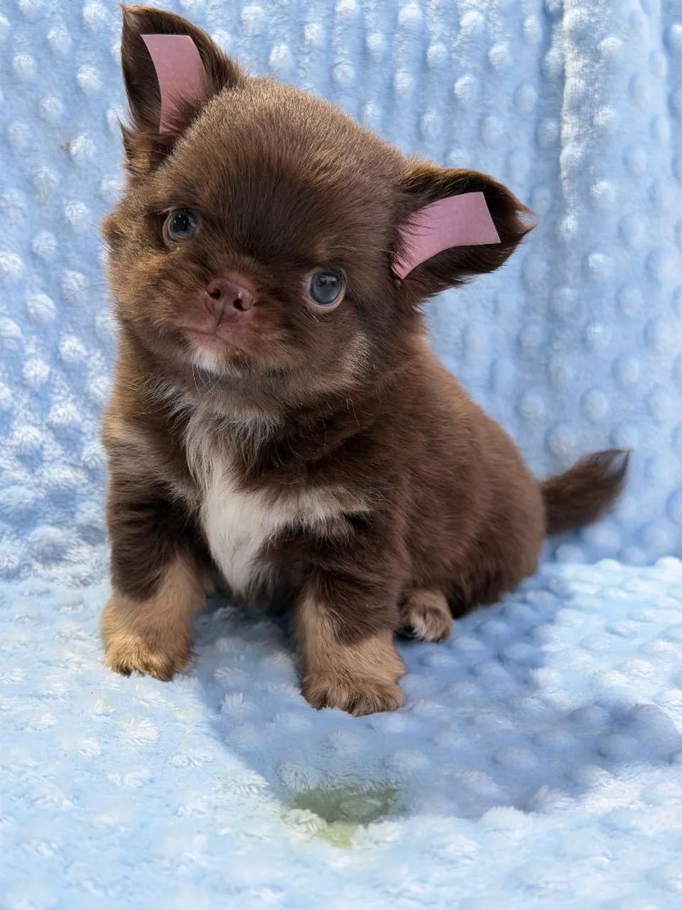 Chihuahua chocotan. Macho Pêlo longo chocolate, branco e castanho. Um amigo fiel! - Foto 2