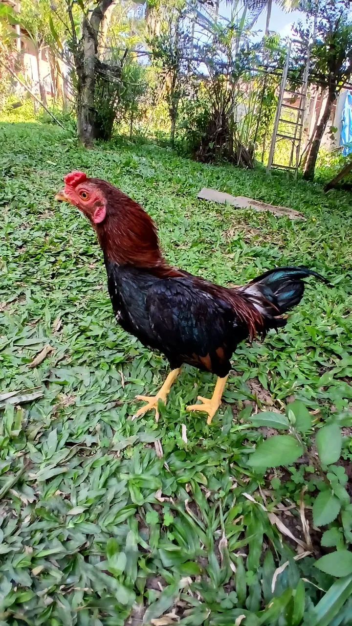 Casal de Mini indio  - Foto 4