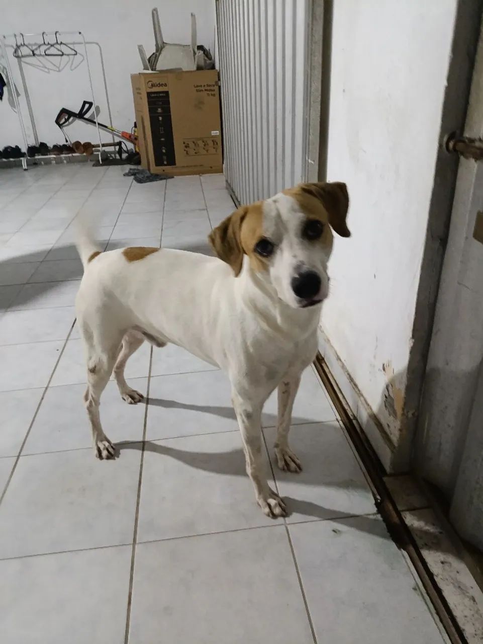 ADOÇÃO RESPONSÁVEL  - Foto 3