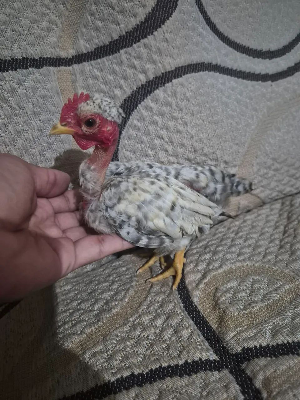 Mini garnize  - Foto 2