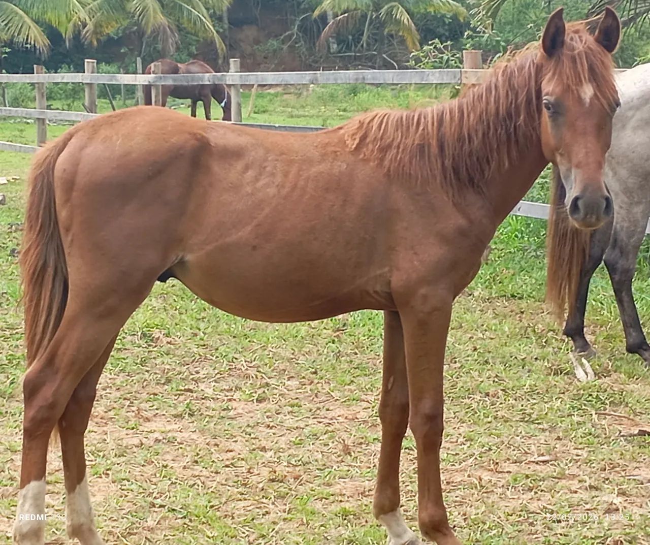 Vendo ou negocio  - Foto 3