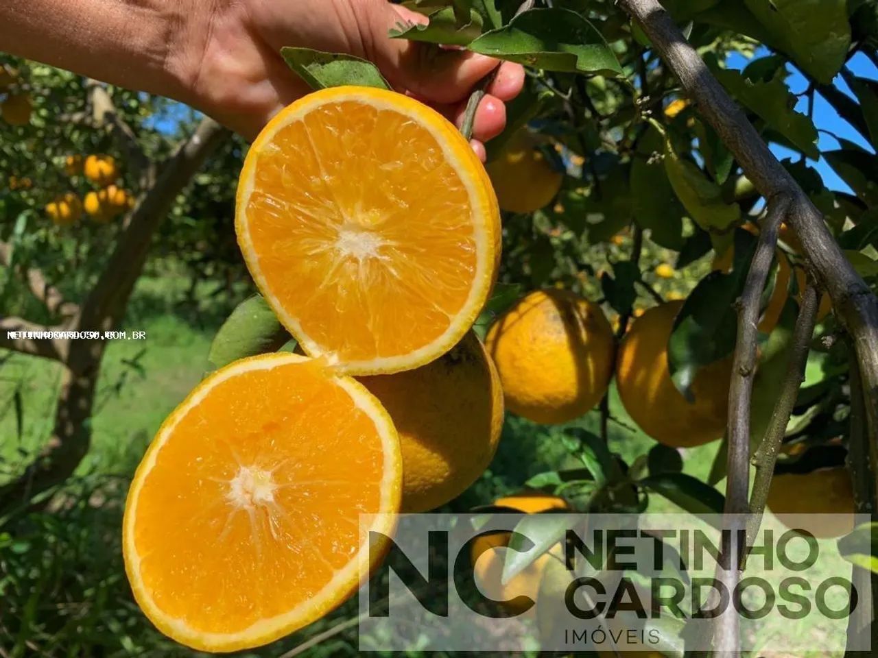 Sítio para Venda em Tanguá, 4 dormitórios, 2 suítes