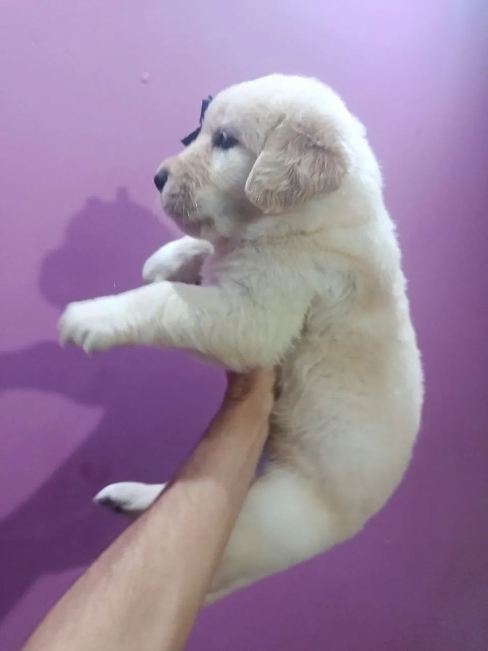 Golden Retrivier  - Foto 2
