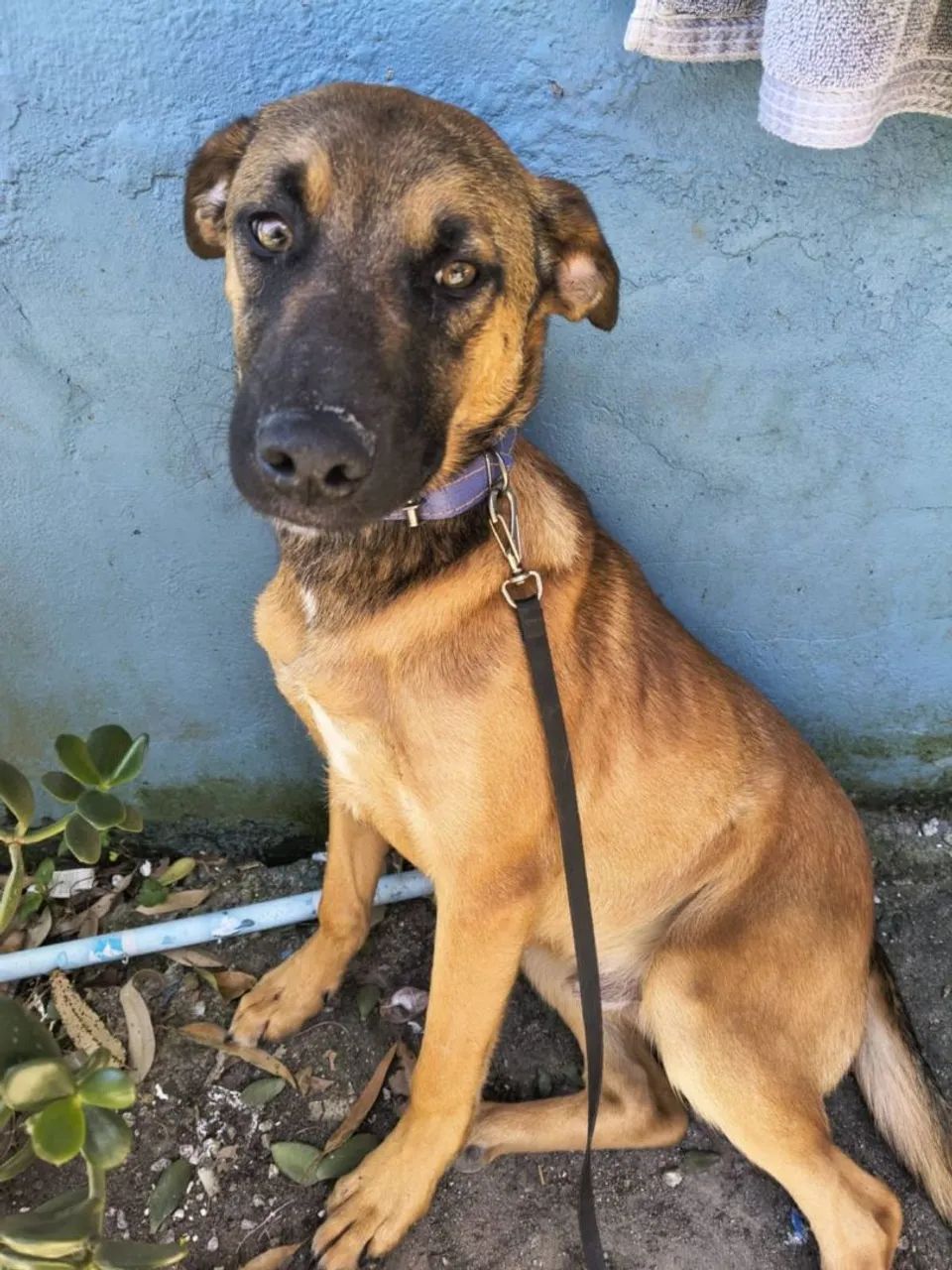 Adoção cachorro - Romeu - Foto 5