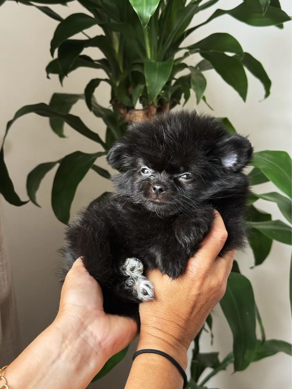 Lulu da pomerânea fêmea anã 