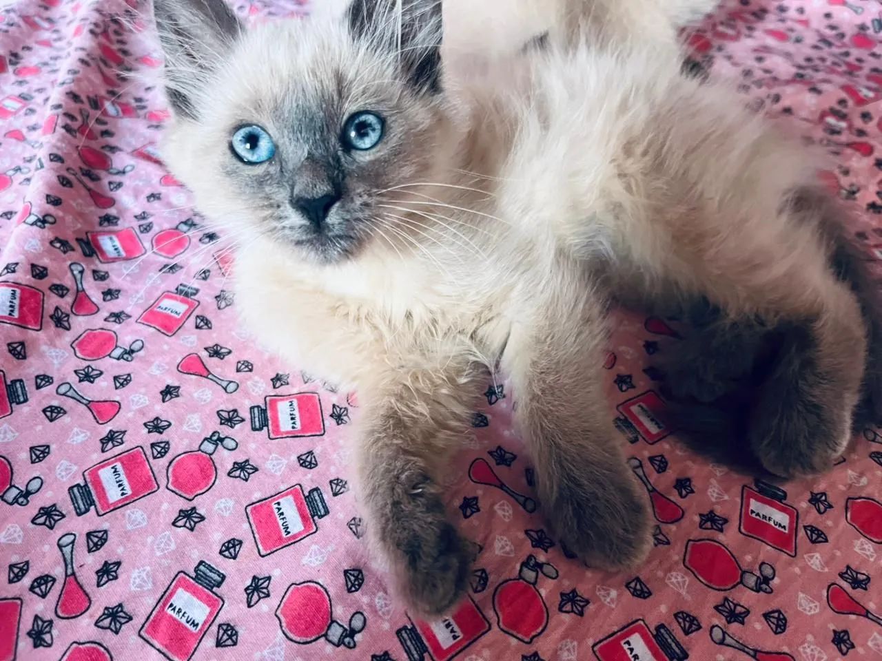 Doação de lindos gatinhos. - Foto 3