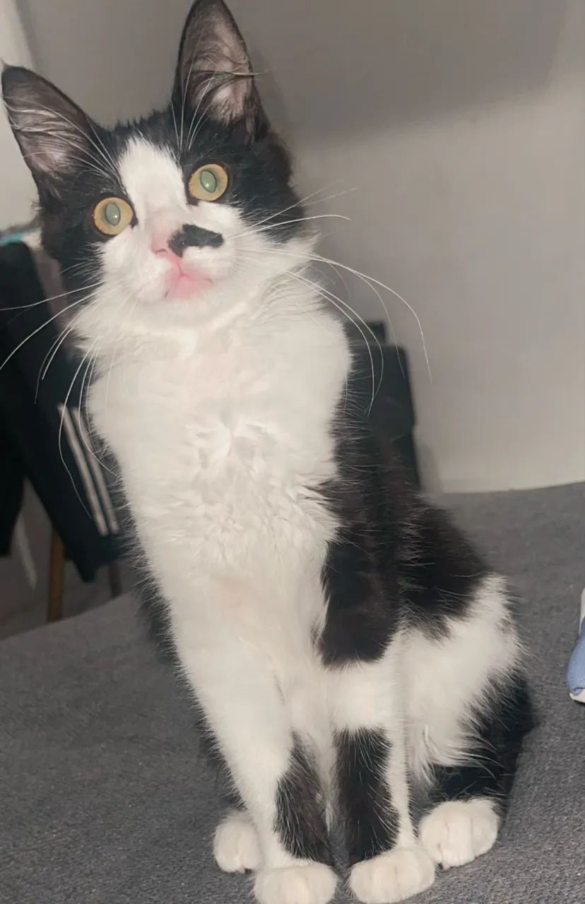 Gatinha para doação 