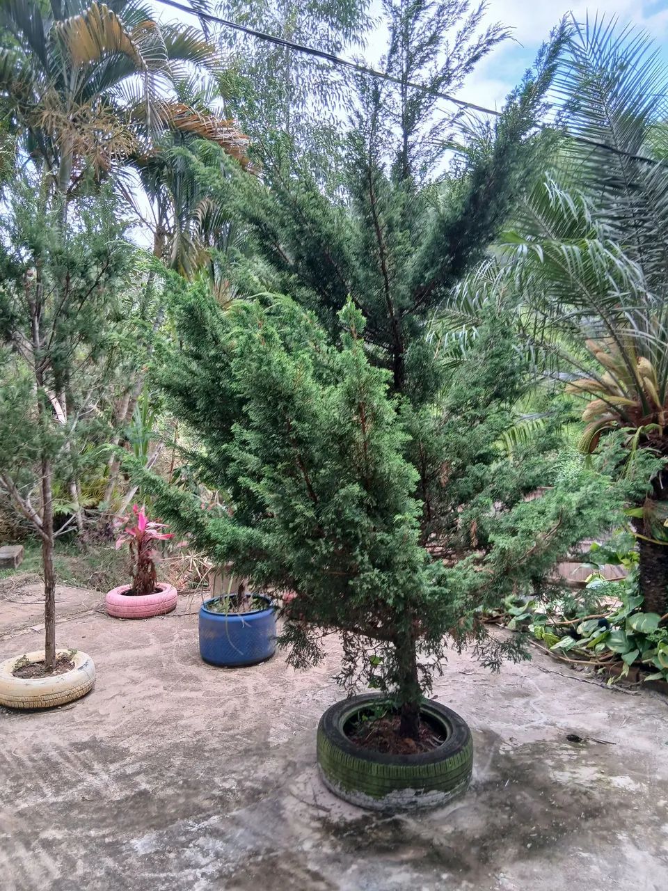 Vendo chácara capela Branca  - Foto 2