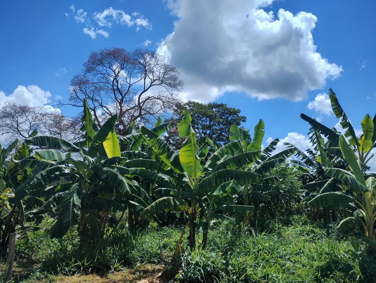 Linda chácara em taquaral de Goiás  - Foto 2