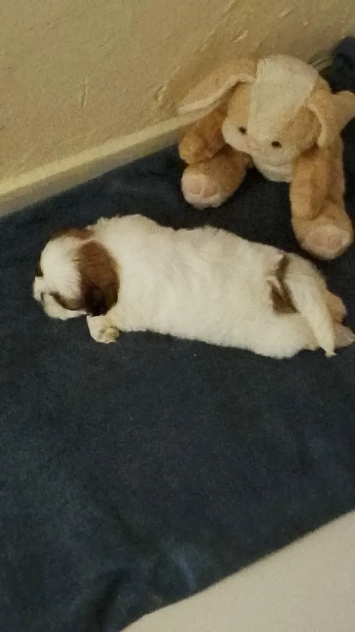 Shit tzu filhote  macho 800 - Foto 4