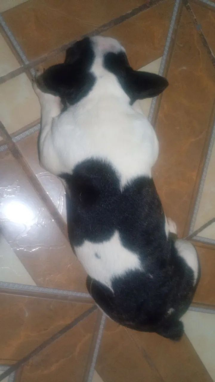 Vendo Bulldog francês  - Foto 3