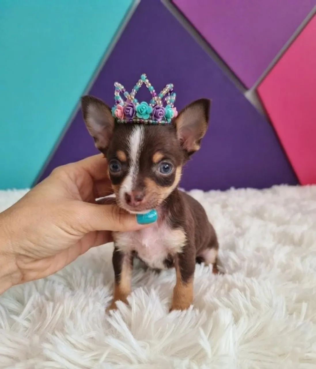 Pinscher linda e amorosa