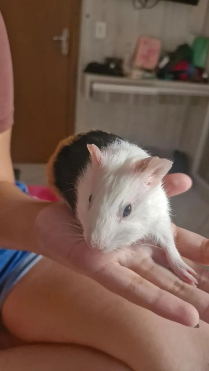 Filhotes de porquinho da india machos. - Foto 5