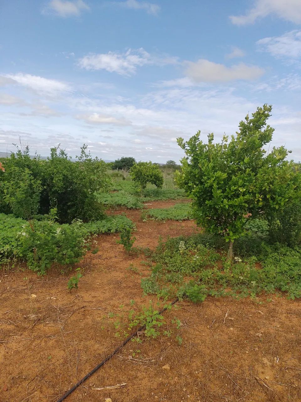Venda de área rural  - Foto 2