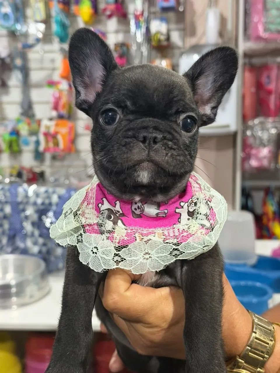 Buldogue francês 