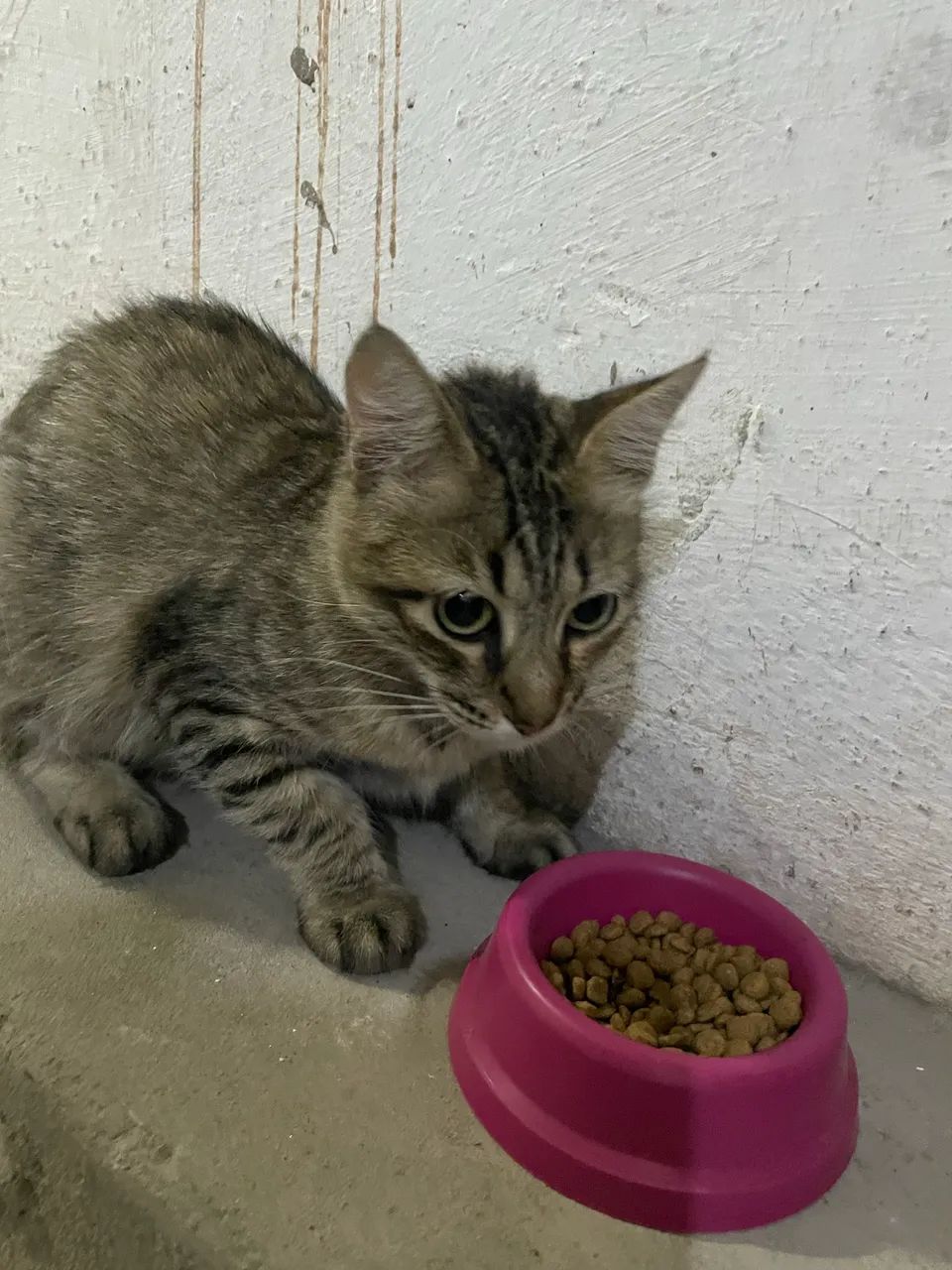 Gata/Gatinha/Gato/Gatinho adulto/adulta adoção - Foto 3