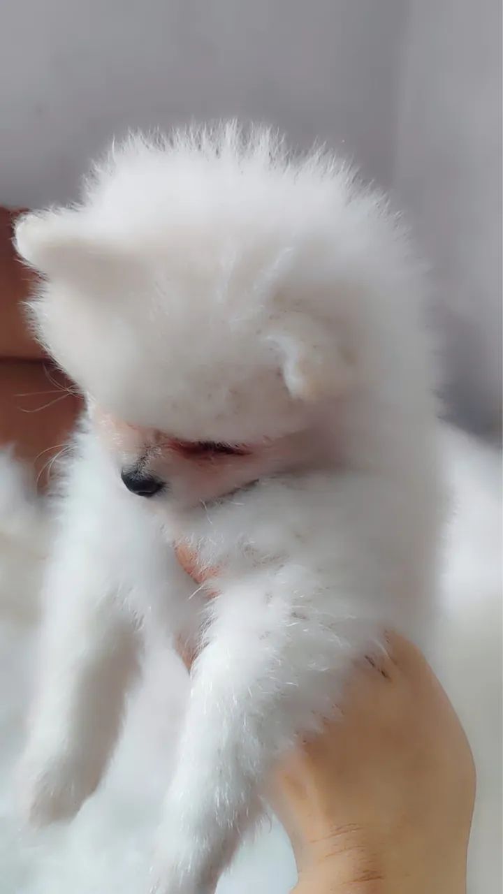 spitz alemão anao - Foto 2