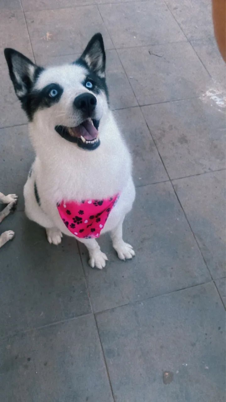 Husky Siberiano- fêmea 3 anos  - Foto 3