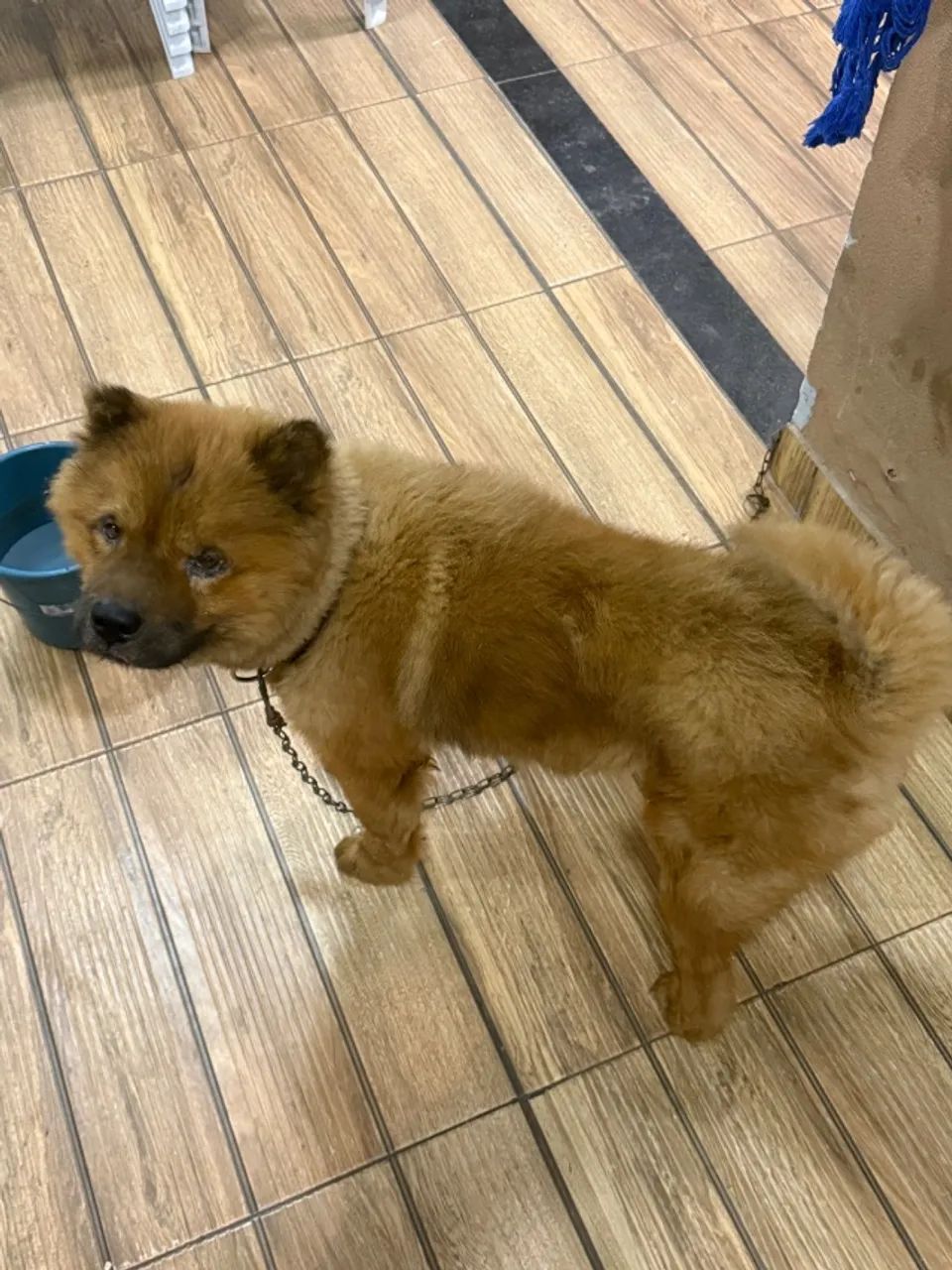 Cachorro  - Foto 2