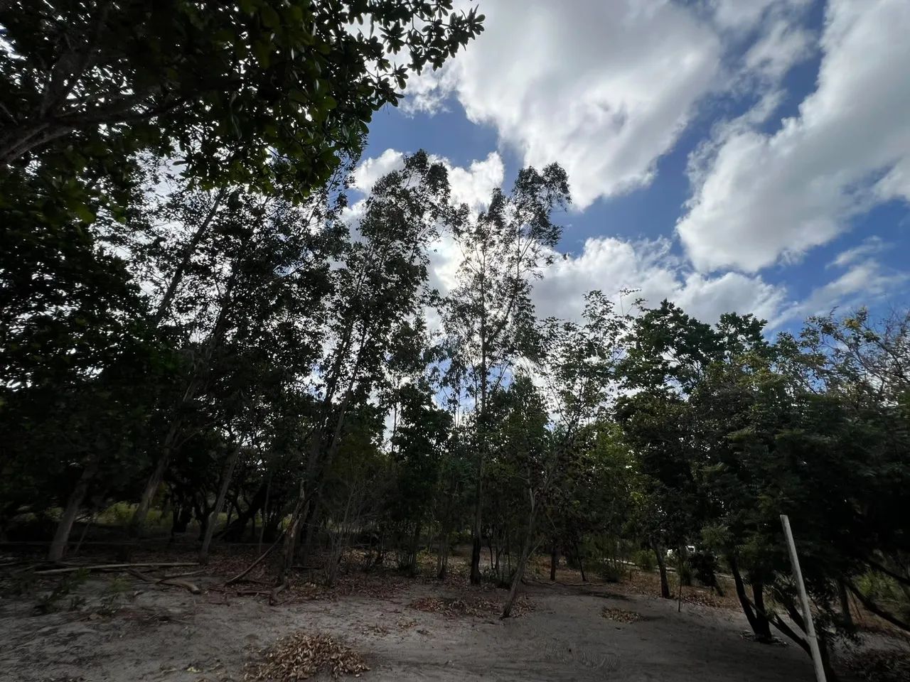 Vendo sitio em barreirinhas  - Foto 4