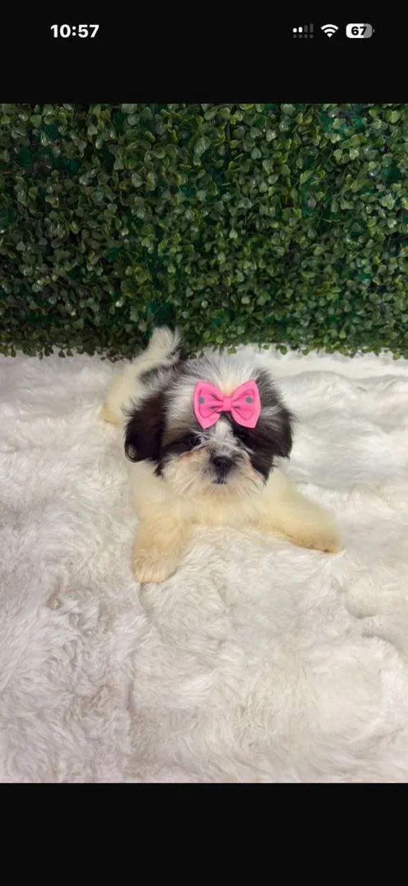 Shitzu pronta entrega  - Foto 2