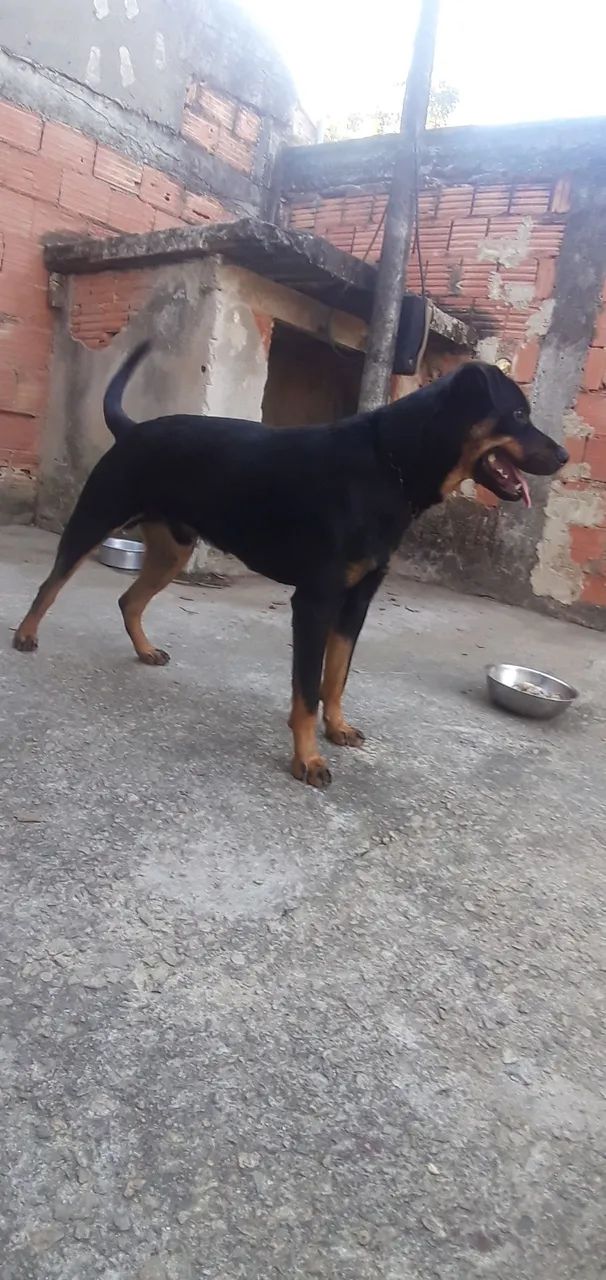 doação de cachorro  - Foto 3