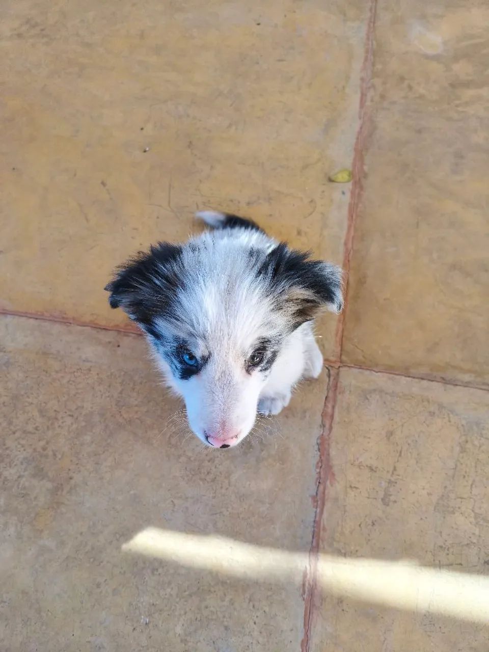 Border collie macho  - Foto 3